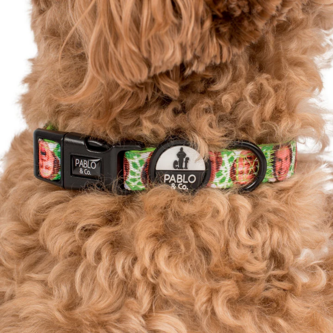 Elf OMG! SANTA! Dog Collar