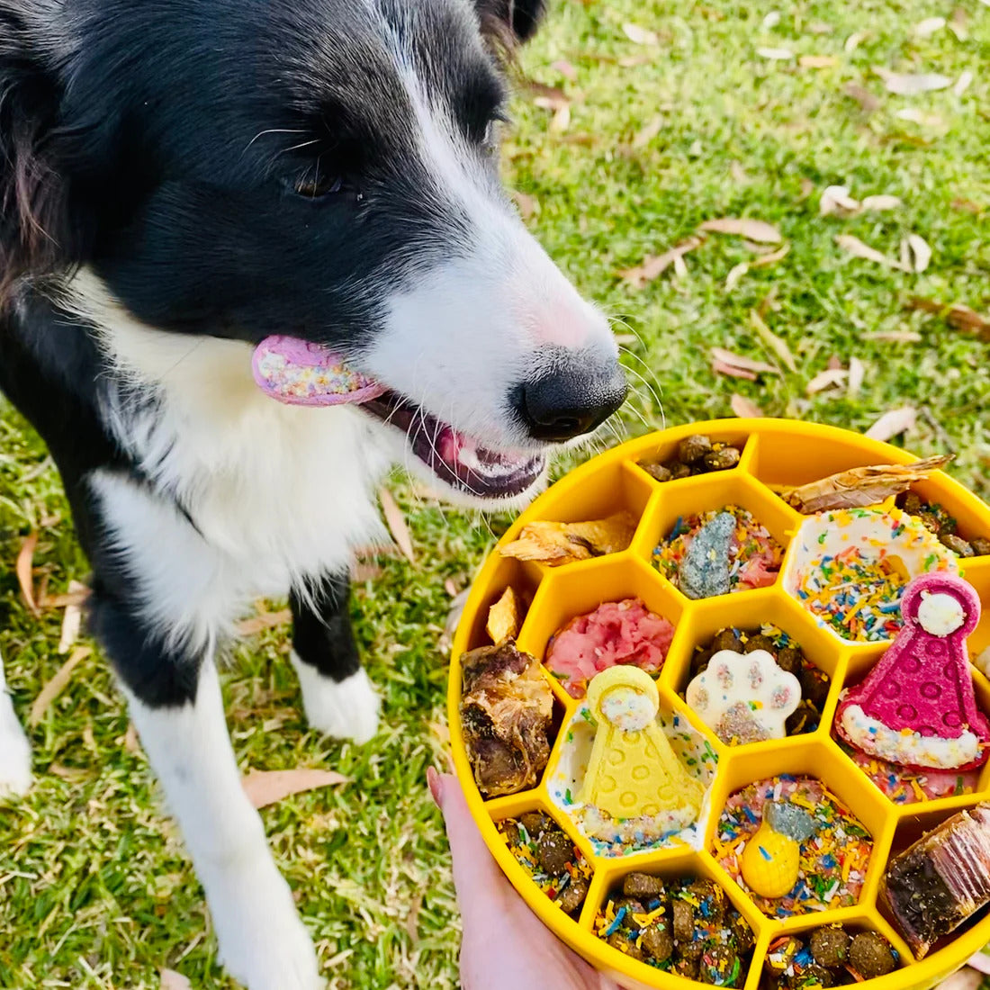 Honeycomb Slowfeeding Bowl