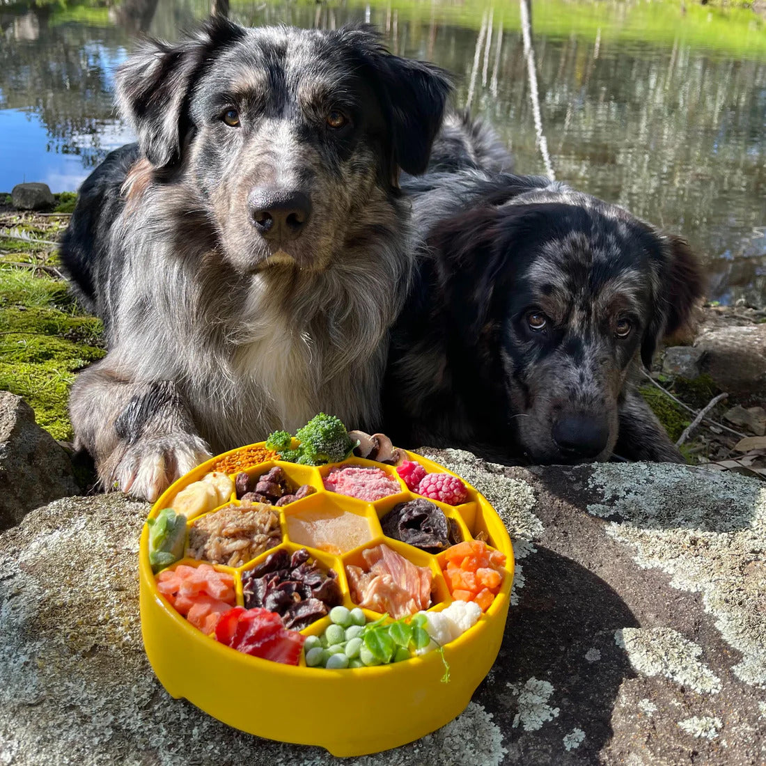 Honeycomb Slowfeeding Bowl