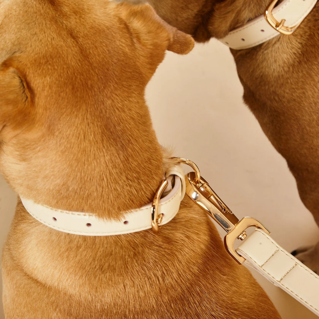 Light Ivory Dog Collar