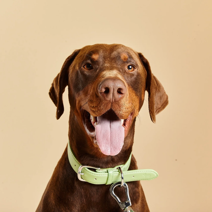 Lush Green Dog Collar