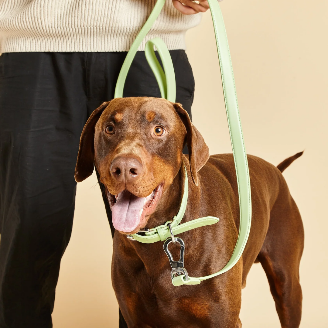 Lush Green Dog Collar