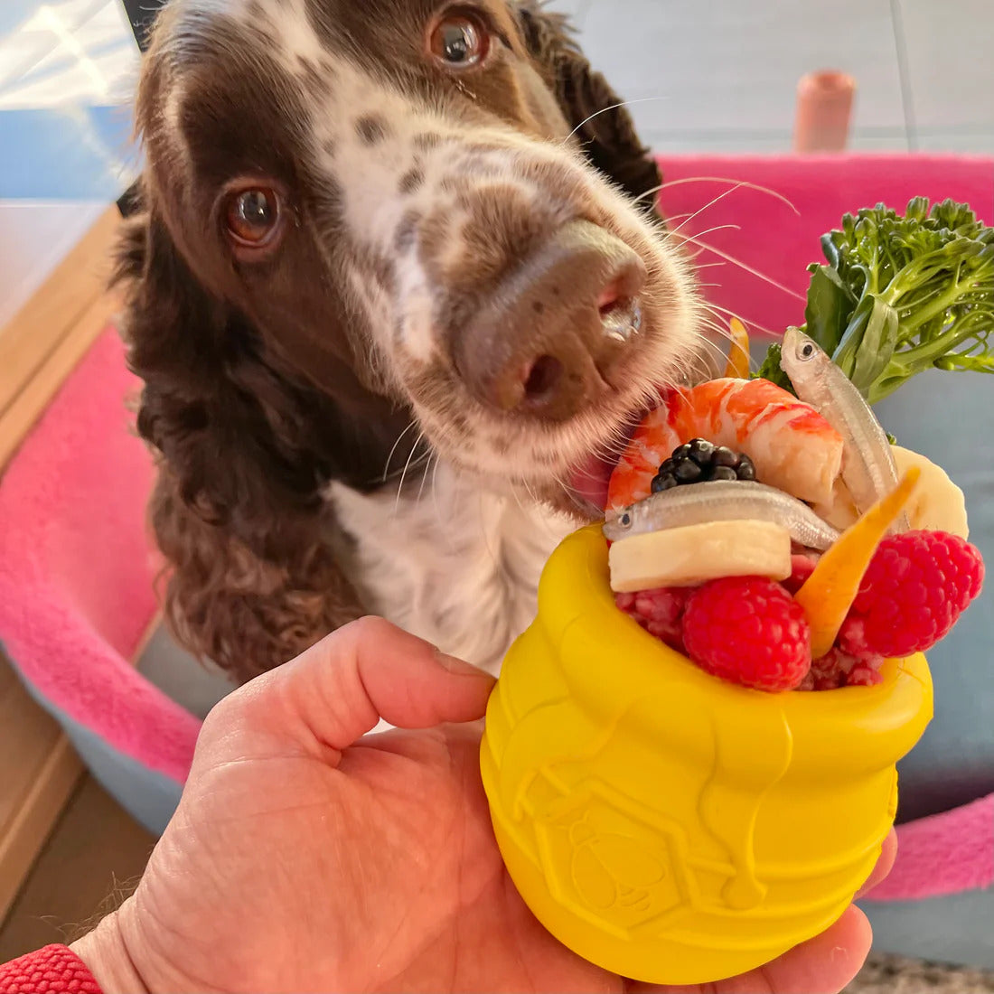 Honey Pot Chew and Enrichment Toy