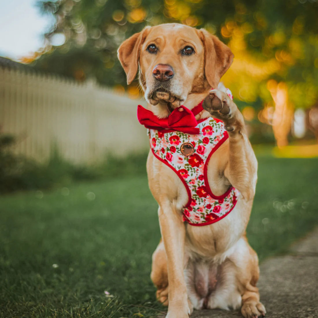 Holly Floral Velvet Harness